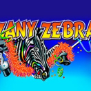 Zany Zebra